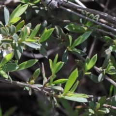 Gaudium multicaule at O'Connor, ACT - 15 Oct 2020 01:19 PM