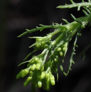 Senecio bathurstianus at O'Connor, ACT - 15 Oct 2020