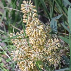 Lomandra multiflora (Many-flowered Matrush) at Dryandra St Woodland - 15 Oct 2020 by ConBoekel