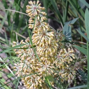 Lomandra multiflora at O'Connor, ACT - 15 Oct 2020