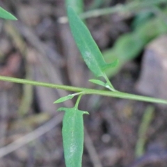 Einadia nutans (Climbing Saltbush) at O'Connor, ACT - 15 Oct 2020 by ConBoekel