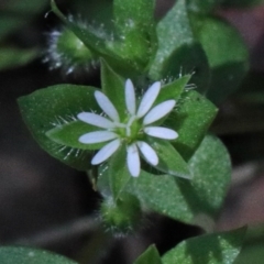 Cerastium vulgare (Mouse Ear Chickweed) at Dryandra St Woodland - 15 Oct 2020 by ConBoekel