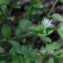 Cerastium vulgare at O'Connor, ACT - 15 Oct 2020