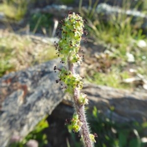 Acaena x ovina at Yass River, NSW - 13 Oct 2020