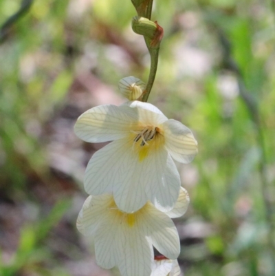 Tritonia gladiolaris (Lined Tritonia) at O'Connor, ACT - 15 Oct 2020 by ConBoekel