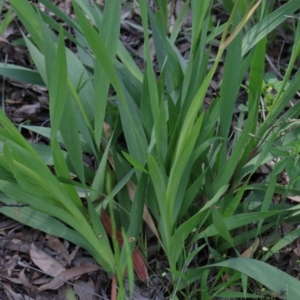 Tritonia gladiolaris at O'Connor, ACT - 15 Oct 2020