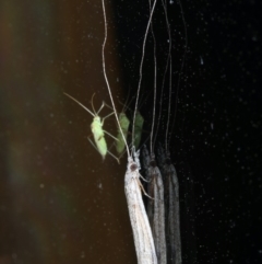 Leptoceridae sp. (family) (Long-horned caddisfly) at Ainslie, ACT - 15 Oct 2020 by jb2602