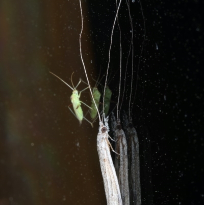 Leptoceridae sp. (family) (Long-horned caddisfly) at Ainslie, ACT - 15 Oct 2020 by jbromilow50