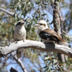 Dacelo novaeguineae (Laughing Kookaburra) at Bruce Ridge - 14 Oct 2020 by AlisonMilton