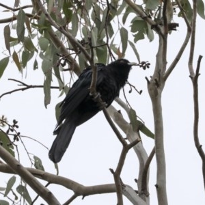 Eudynamys orientalis at Higgins, ACT - 14 Oct 2020 07:44 AM