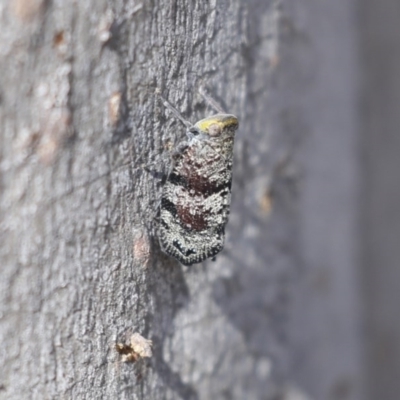 Platybrachys decemmacula (Green-faced gum hopper) at Bruce Ridge - 14 Oct 2020 by AlisonMilton