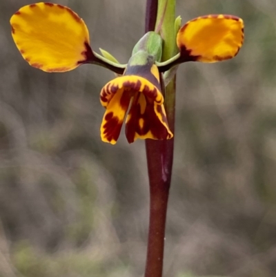 Diuris semilunulata (Late Leopard Orchid) at Burra, NSW - 14 Oct 2020 by Safarigirl