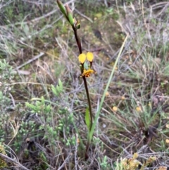 Diuris semilunulata at Burra, NSW - 15 Oct 2020