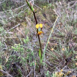 Diuris semilunulata at Burra, NSW - 15 Oct 2020