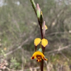 Diuris semilunulata at Burra, NSW - 15 Oct 2020