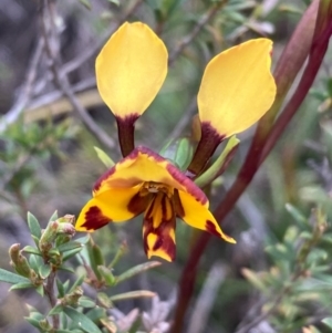 Diuris semilunulata at Burra, NSW - 15 Oct 2020