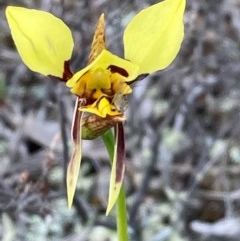 Diuris sulphurea (Tiger Orchid) at Burra, NSW - 15 Oct 2020 by Safarigirl