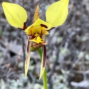 Diuris sulphurea at Burra, NSW - 15 Oct 2020