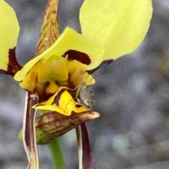 Diuris sulphurea at Burra, NSW - 15 Oct 2020