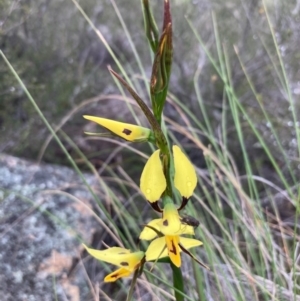 Diuris sulphurea at Burra, NSW - 15 Oct 2020