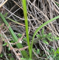 Diuris sulphurea at Burra, NSW - 15 Oct 2020