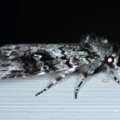 Prometopus inassueta (Green-tinged Moth) at Ainslie, ACT - 15 Oct 2020 by jb2602