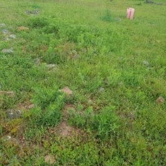 Potentilla recta at Taylor, ACT - 16 Oct 2020