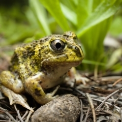 Neobatrachus sudellae (Sudell's Frog or Common Spadefoot) at Fisher, ACT - 12 Oct 2020 by kdm