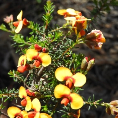 Dillwynia phylicoides (A Parrot-pea) at Point 5204 - 10 Oct 2020 by MatthewFrawley
