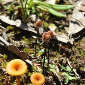 Asterella drummondii at Watson, ACT - 10 Oct 2020