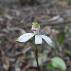 Caladenia moschata (Musky Caps) at Point 5204 - 10 Oct 2020 by MatthewFrawley