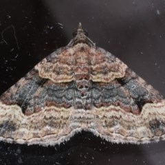 Epyaxa subidaria (Subidaria Moth) at Lilli Pilli, NSW - 6 Oct 2020 by jb2602