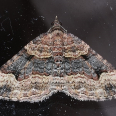 Epyaxa subidaria (Subidaria Moth) at Lilli Pilli, NSW - 6 Oct 2020 by jb2602