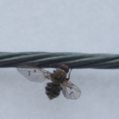 Helina sp. (genus) (Muscid fly) at Isaacs, ACT - 14 Oct 2020 by Mike