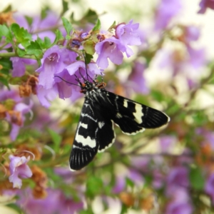 Phalaenoides glycinae at Kambah, ACT - 16 Oct 2020