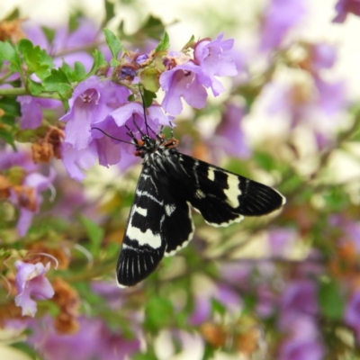 Phalaenoides glycinae (Grapevine Moth) at Kambah, ACT - 16 Oct 2020 by MatthewFrawley