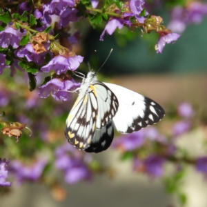 Belenois java at Kambah, ACT - 16 Oct 2020 02:51 PM