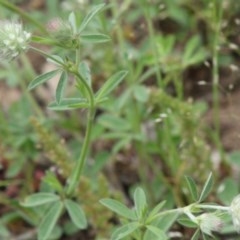 Trifolium arvense var. arvense (Haresfoot Clover) at Red Hill Nature Reserve - 15 Oct 2020 by kieranh