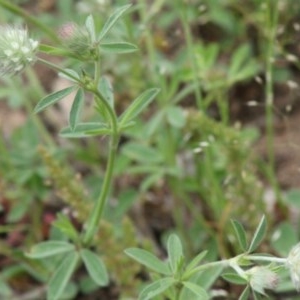 Trifolium arvense var. arvense at Hughes, ACT - 15 Oct 2020