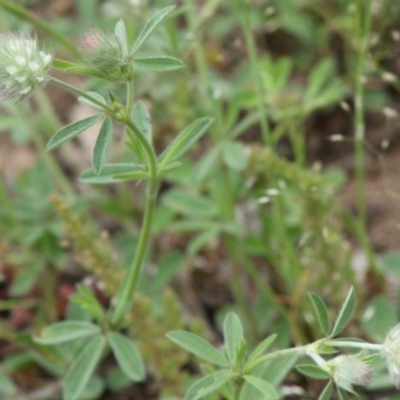 Trifolium arvense var. arvense (Haresfoot Clover) at Hughes, ACT - 15 Oct 2020 by kieranh