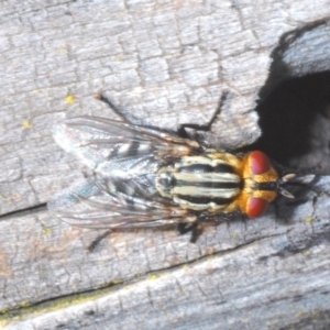 Sarcophagidae sp. (family) at Watson, ACT - 12 Oct 2020