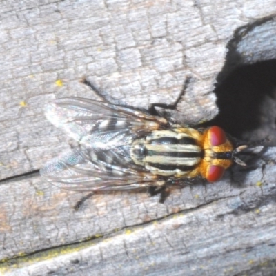 Sarcophagidae sp. (family) (Unidentified flesh fly) at Black Mountain - 12 Oct 2020 by Harrisi