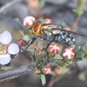 Sarcophagidae sp. (family) at Watson, ACT - 12 Oct 2020