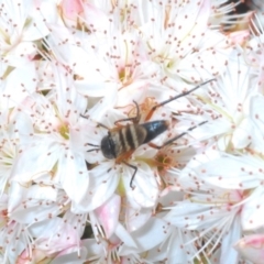 Pipinnipons fascipennis at Cavan, NSW - 11 Oct 2020