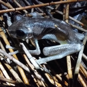 Litoria quiritatus at Bawley Point, NSW - 16 Oct 2020