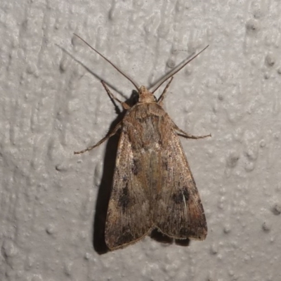 Persectania (genus) (A Noctuid moth) at Kambah, ACT - 12 Oct 2020 by HarveyPerkins