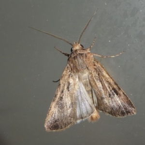 Persectania (genus) at Kambah, ACT - 12 Oct 2020 09:00 PM