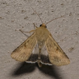 Helicoverpa punctigera at Kambah, ACT - 12 Oct 2020