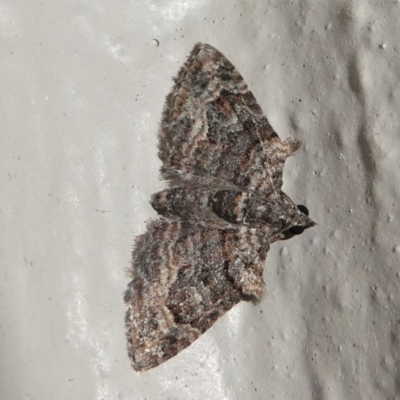 Phrissogonus laticostata (Apple looper moth) at Kambah, ACT - 12 Oct 2020 by HarveyPerkins
