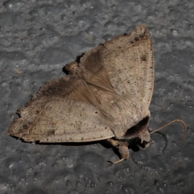 Pantydia sparsa (Noctuid Moth) at Kambah, ACT - 12 Oct 2020 by HarveyPerkins